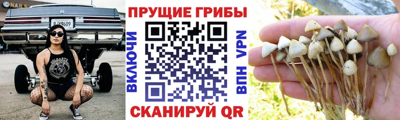 Галлюциногенные грибы Cubensis  darknet официальный сайт  Рязань  omg tor 